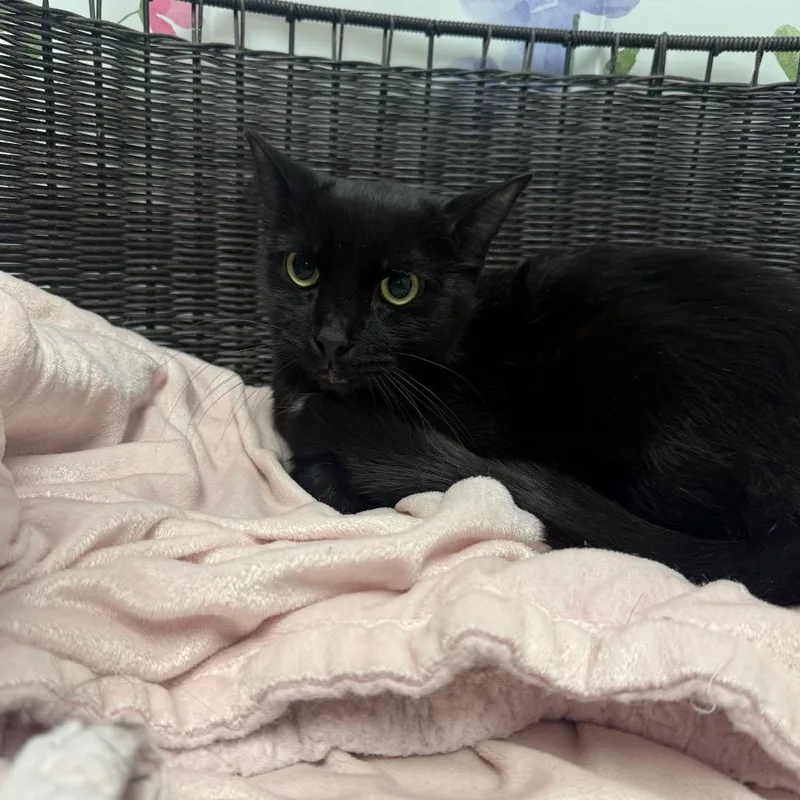 Bagheera thumbnail 2