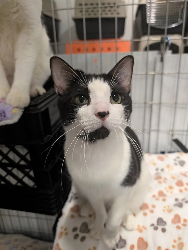 An adult medium-sized male Black Domestic Short Hair cat named Stash for adoption in Columbus, OH