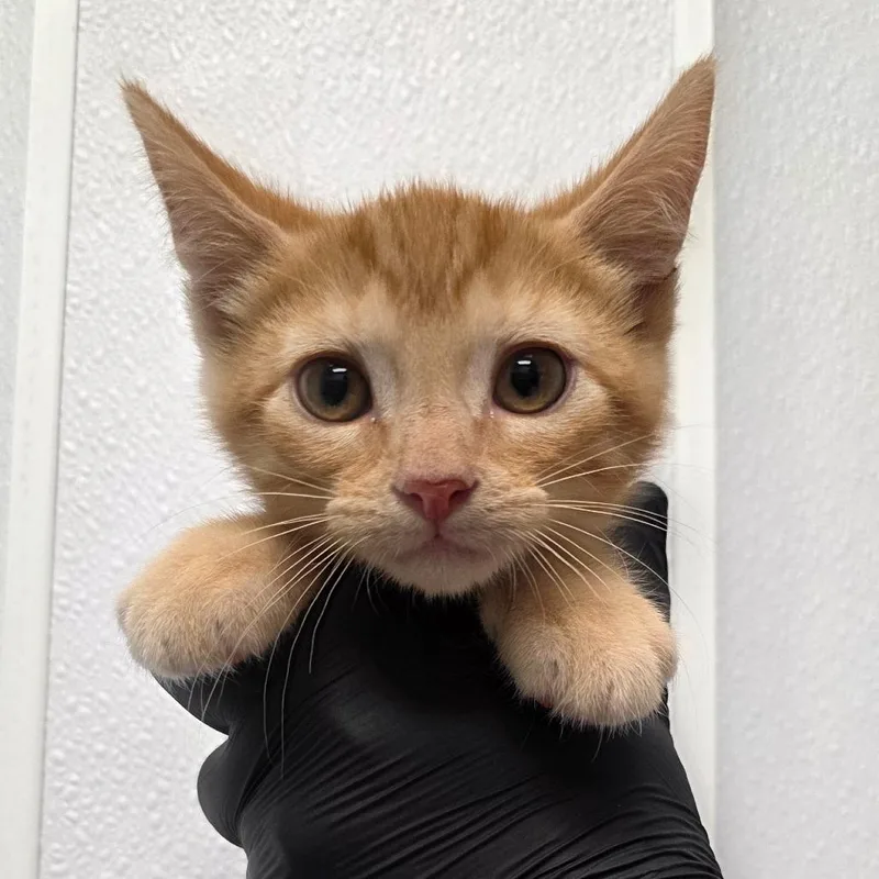 A baby small-sized male Orange / Red Domestic Short Hair cat named Expelliarmus for adoption in Abilene, TX