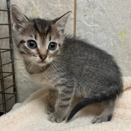 A baby small-sized male Domestic Short Hair cat named Rocco for adoption in Honolulu, HI