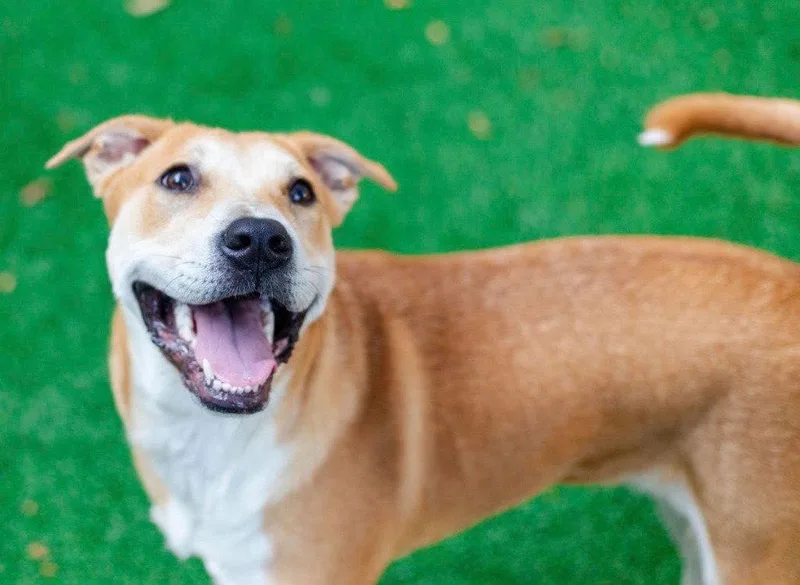 A young large-sized male Labrador Retriever dog named Wilson for adoption in Bloomfield, CT