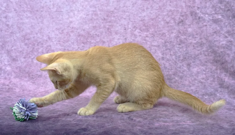 Carrot Top  Orange thumbnail 4