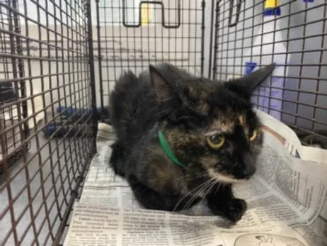 A baby medium-sized female Domestic Short Hair cat named Shilo for adoption in Los Angeles, CA