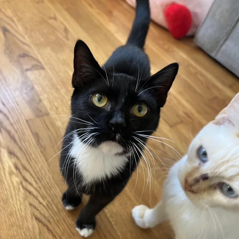A baby medium-sized female Black & White / Tuxedo Domestic Short Hair cat named Tickles for adoption in Richmond, VA
