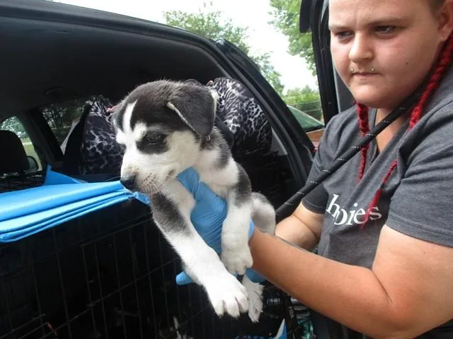 A baby small-sized male Siberian Husky dog named Mario for adoption in Ocala, FL