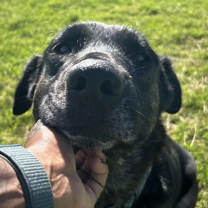 An adult large-sized female German Shepherd Dog dog named Mantis for adoption in Colleyville, TX