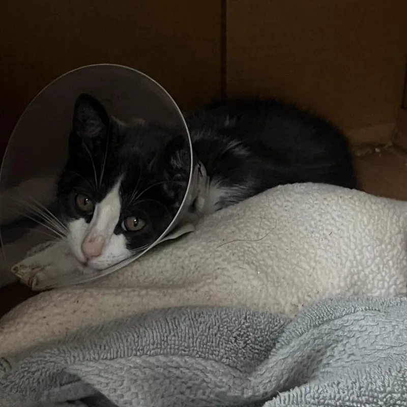 A baby small-sized male Gray / Blue / Silver Domestic Short Hair cat named Birdie for adoption in Pasadena, CA