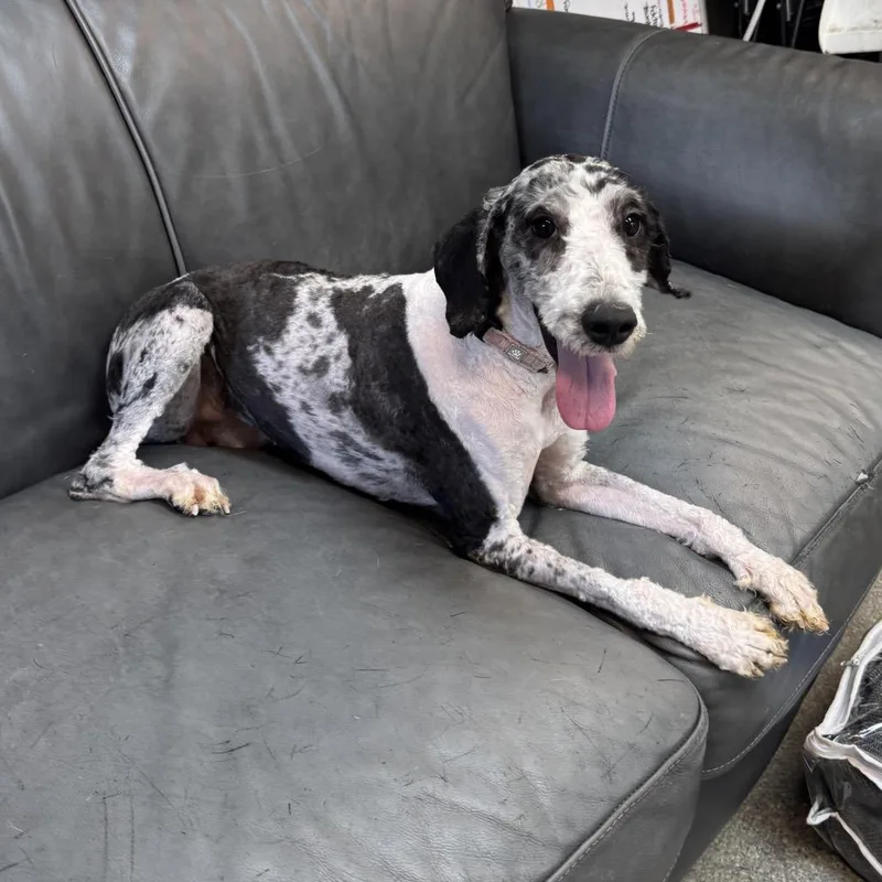 An adult small-sized female Black Miniature Poodle dog named Dolly for adoption in Delaware, OH