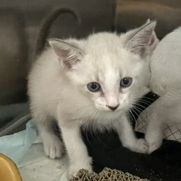 A baby small-sized male Buff / Tan / Fawn Domestic Short Hair cat named Orion for adoption in Clearwater, FL