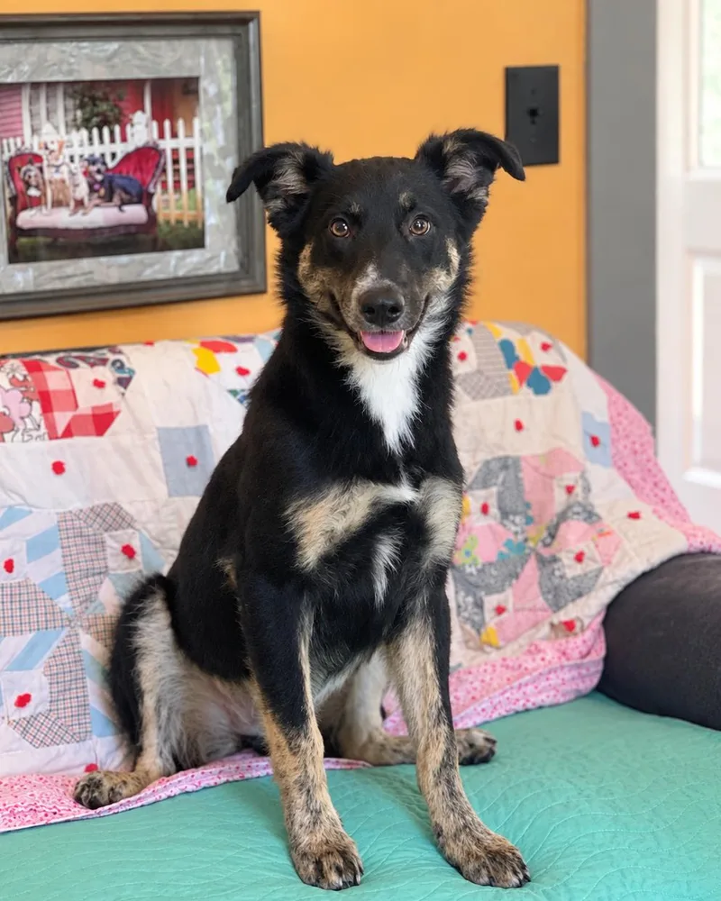 A baby medium-sized female Shepherd dog named Pipit Lonestar for adoption in Rockaway, NJ