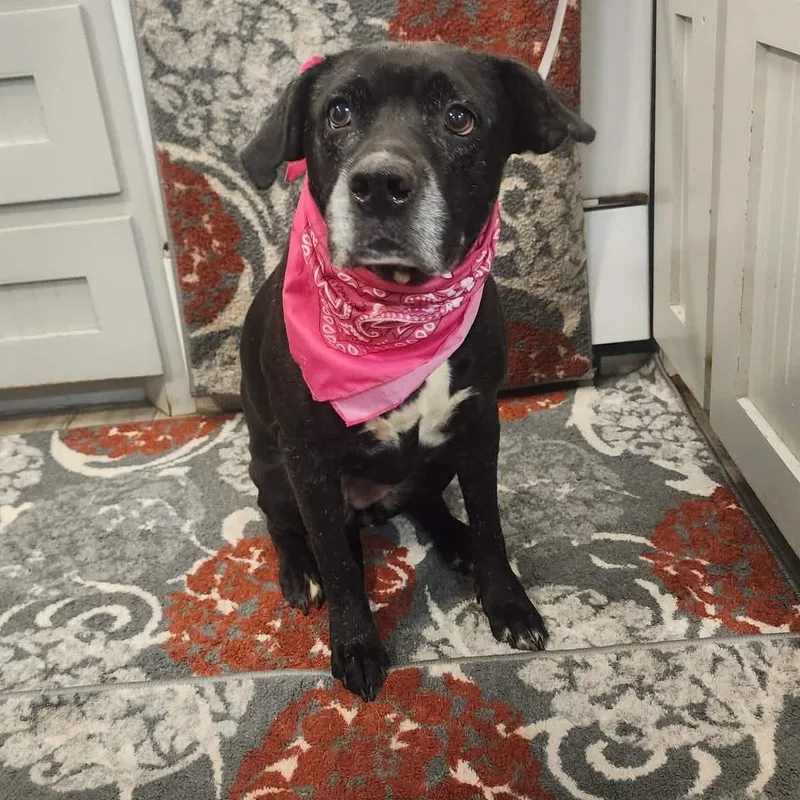 A senior large-sized female Black Labrador Retriever dog named Tori for adoption in Oak Point, TX