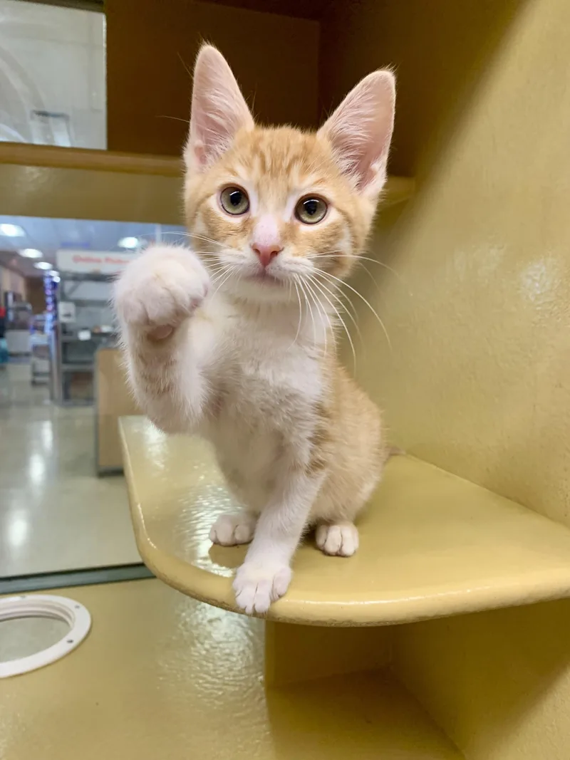 A young medium-sized male Orange & White Domestic Short Hair cat named Cheddar for adoption in San Jose, CA