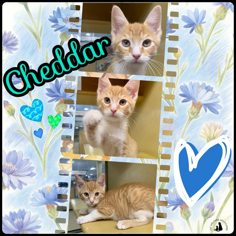 Cheddar thumbnail 4