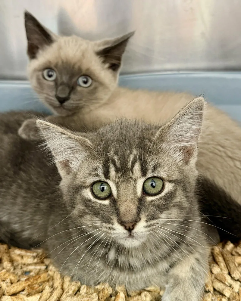A baby small-sized female Siamese cat named Rosemary for adoption in Oakland, CA