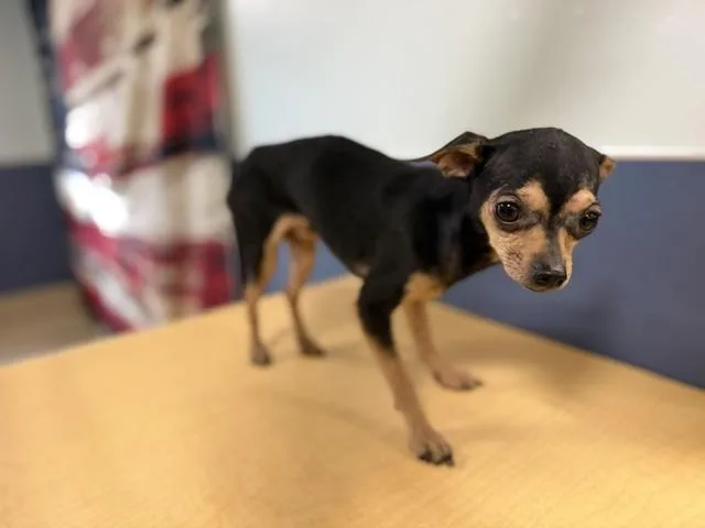 An adult small-sized male Chihuahua dog named Calix for adoption in Miami, FL