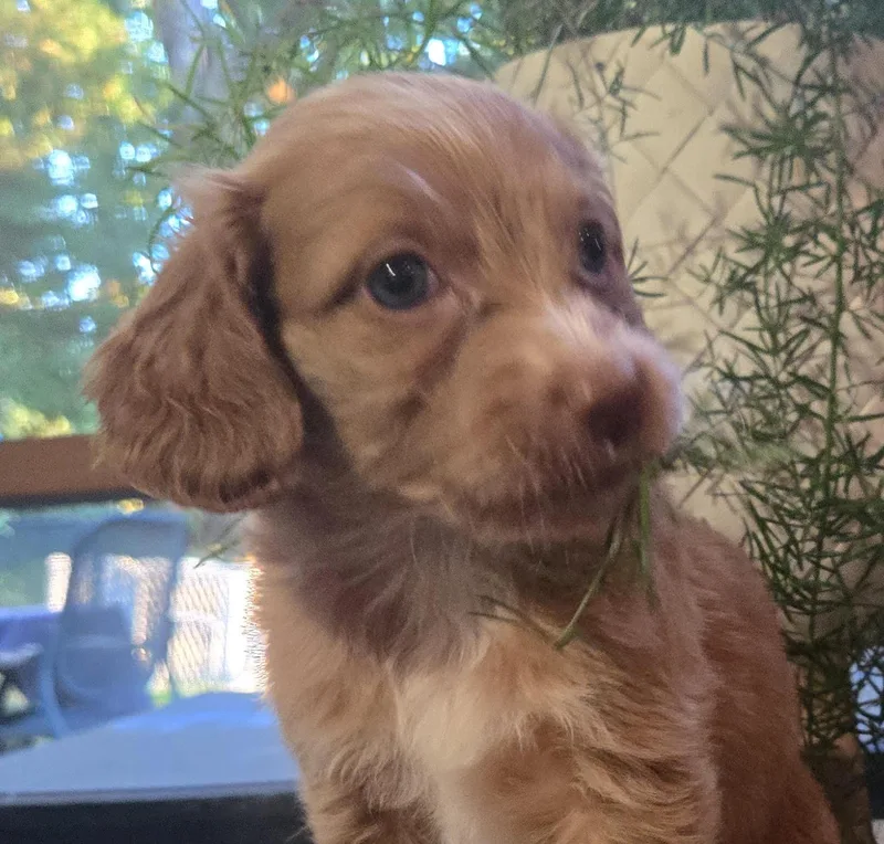 A baby medium-sized male Labradoodle dog named Sanford for adoption in Cumming, GA
