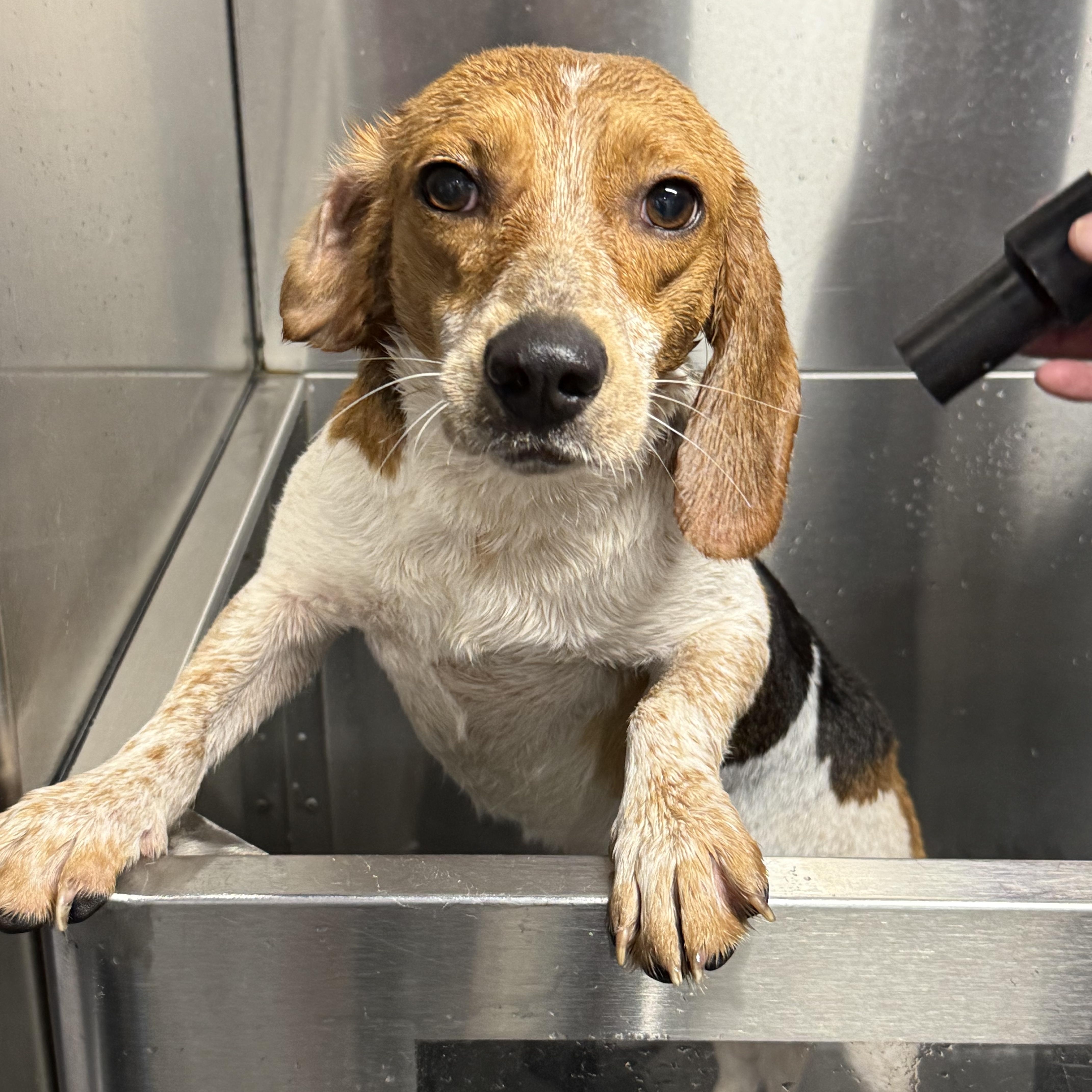 A young small-sized male Beagle dog named Rusty for adoption in Queen City, TX