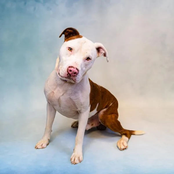 An adult large-sized male Pit Bull Terrier dog named Ic Bolt for adoption in Lawrenceville, GA