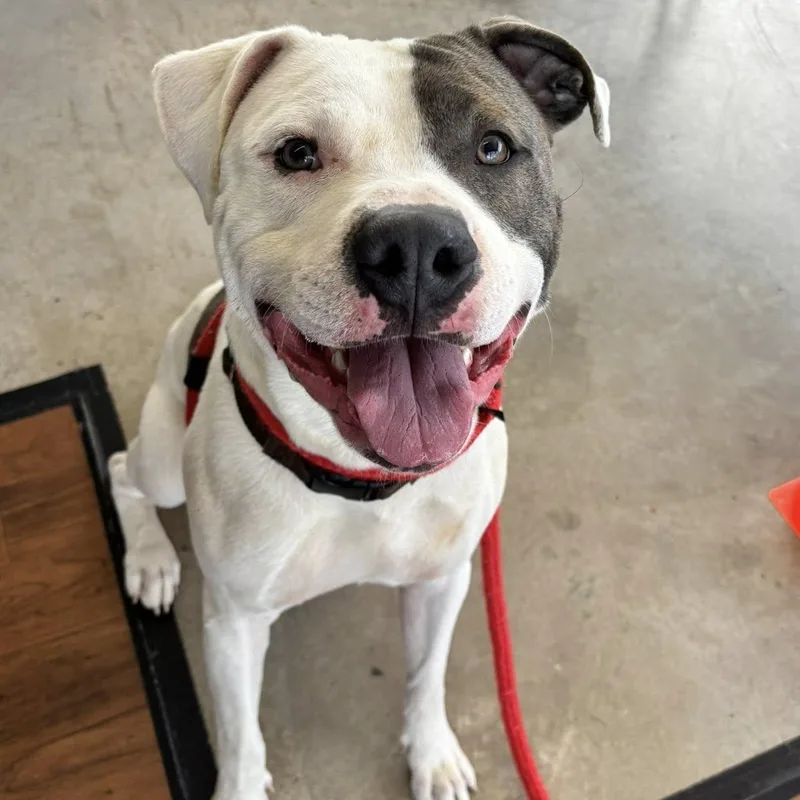 A young large-sized male Terrier dog named Scott for adoption in North Syracuse, NY