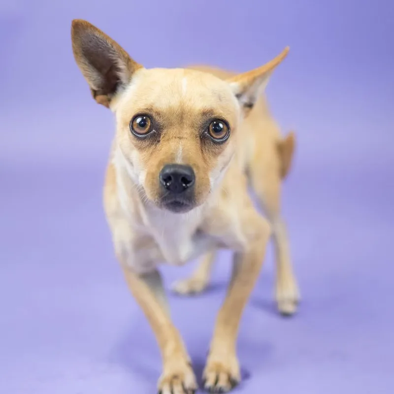 An adult small-sized female Yellow / Tan / Blond / Fawn Chihuahua dog named Spicy for adoption in Portland, OR