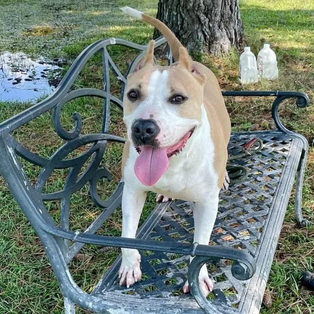 Annabella thumbnail 2