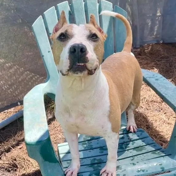 Annabella thumbnail 3