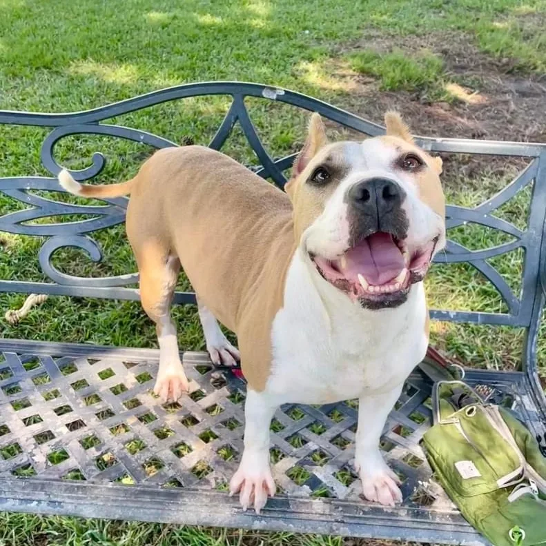 Annabella thumbnail 4