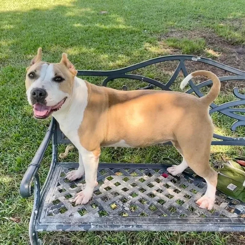 Annabella thumbnail 5