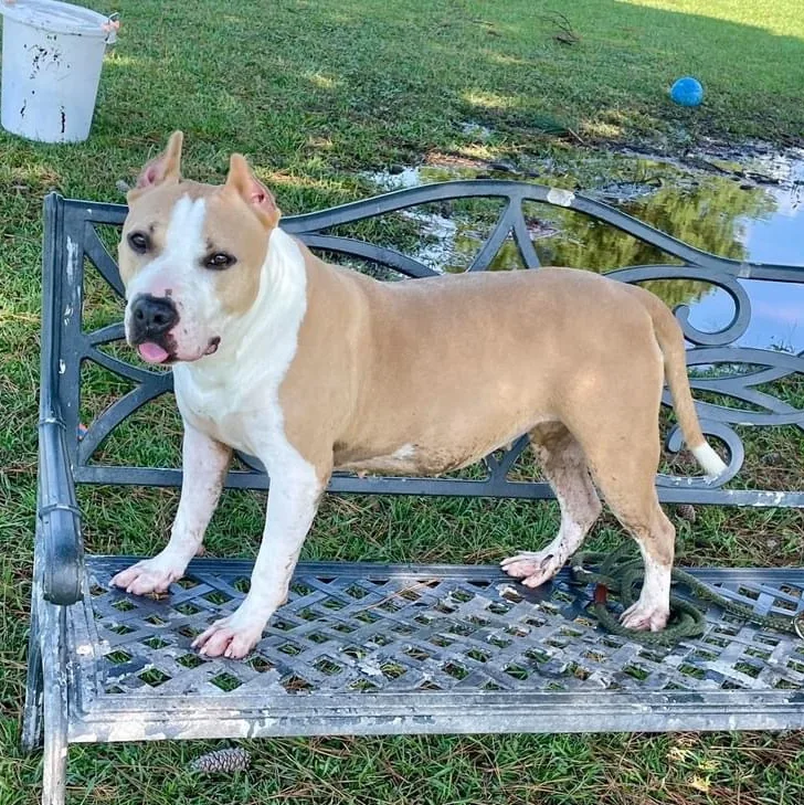 Annabella thumbnail 6