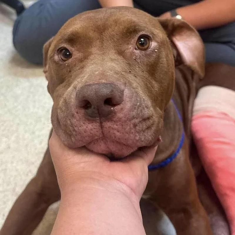 An adult large-sized female Brown / Chocolate American Staffordshire Terrier dog named Zigrietta for adoption in Long Island City, NY