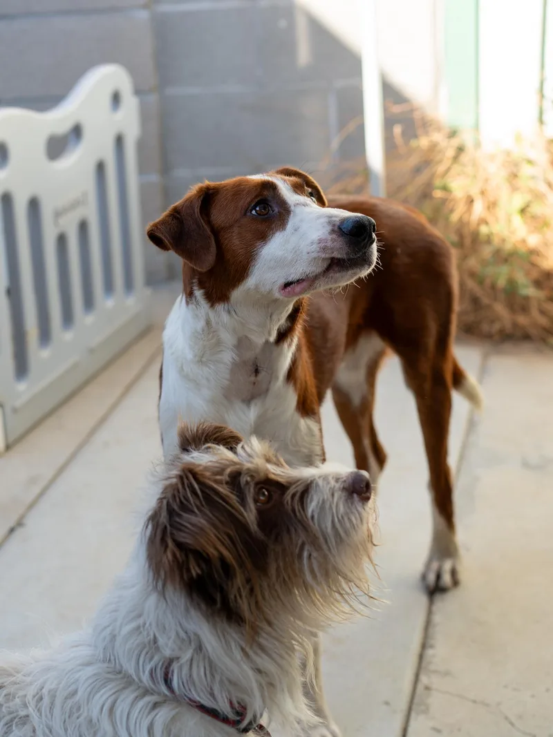 A young medium-sized male Border Collie dog named Houston for adoption in Fresno, CA
