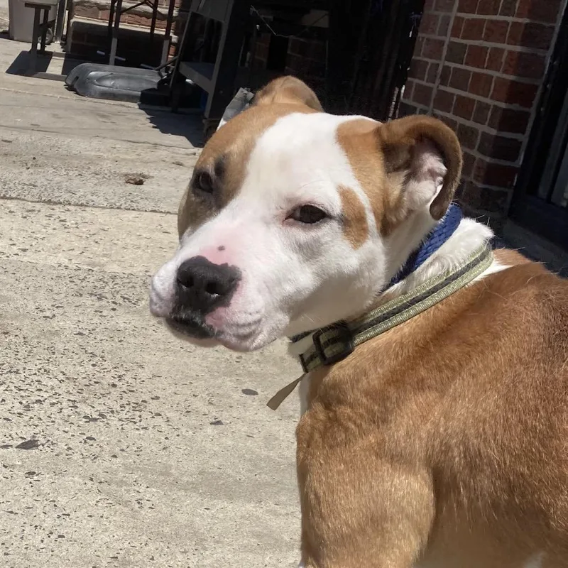 An adult medium-sized female Brown / Chocolate Mixed Breed dog named Shadoobie for adoption in Philadelphia, PA