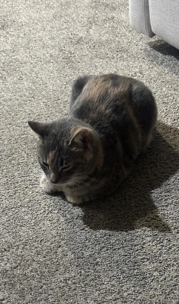 Lizzie Mcguire thumbnail 2