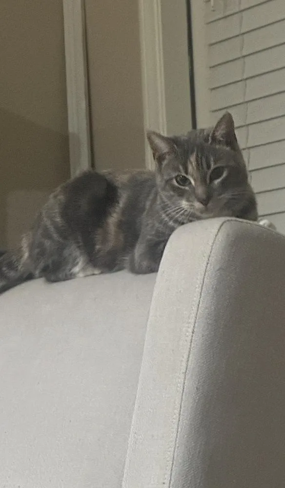 Lizzie Mcguire thumbnail 3