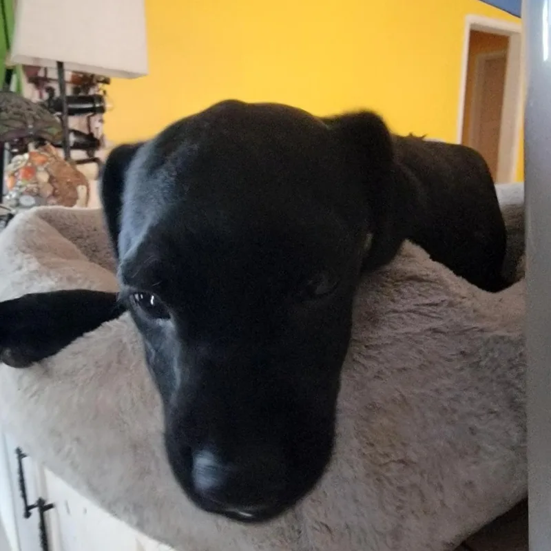 A young small-sized male Black Labrador Retriever dog named Roberto for adoption in Arcadia, CA