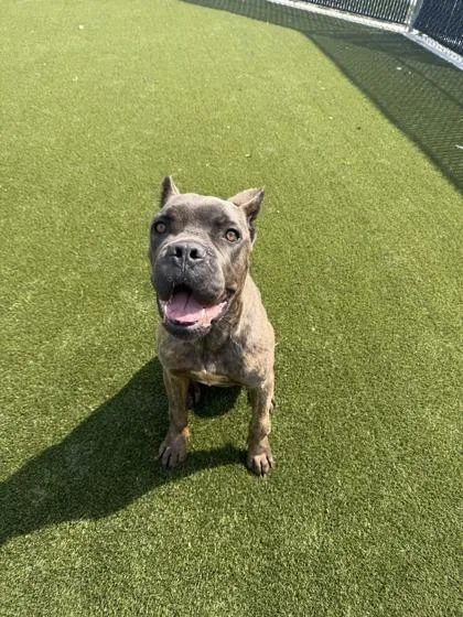 An adult large-sized male Mixed Breed dog named Thunder for adoption in Lafayette, IN