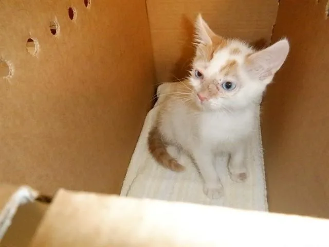 A baby small-sized male Domestic Short Hair cat named Kayce for adoption in San Jose, CA