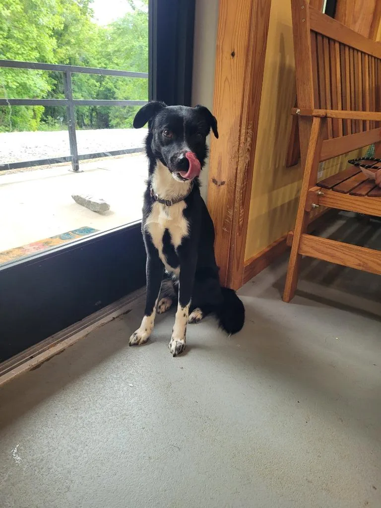 An adult medium-sized male Mixed Breed dog named Wilson for adoption in Lawrenceburg, TN