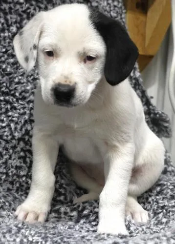 A baby medium-sized female Pit Bull Terrier dog named Amelia for adoption in Thief River Falls, MN