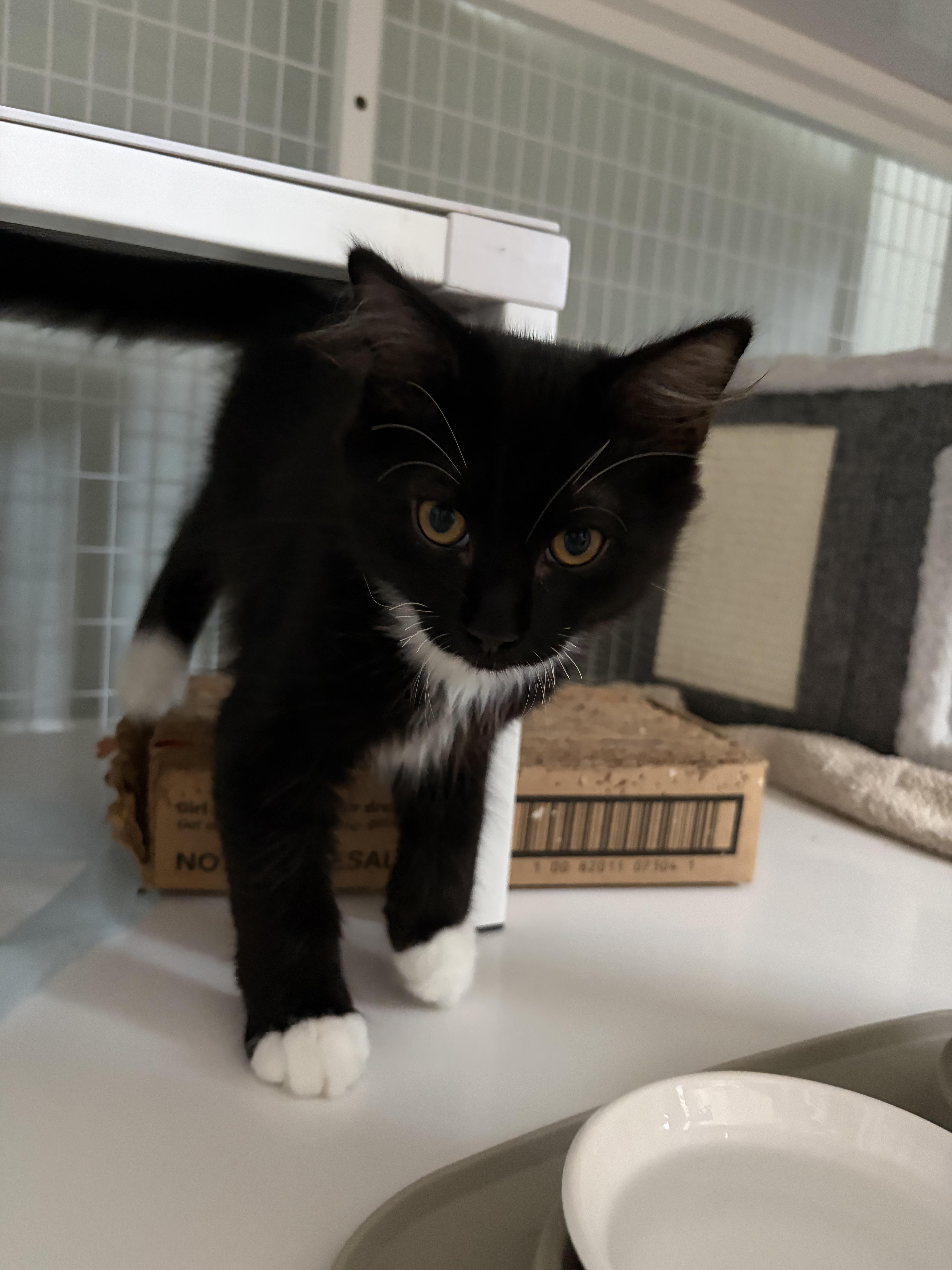 A baby medium-sized male Tuxedo cat named Beau for adoption in Suffolk, VA