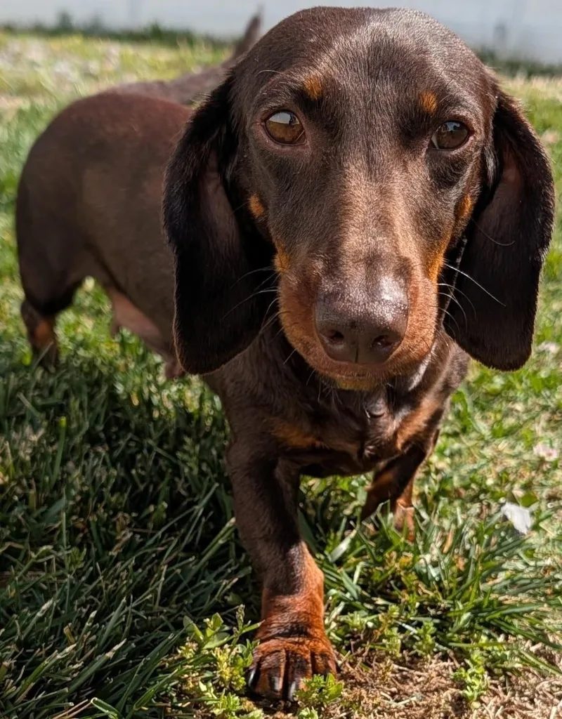 An adult small-sized female Brown / Chocolate Dachshund dog named Snickers In Nc for adoption in Shelbyville, TN