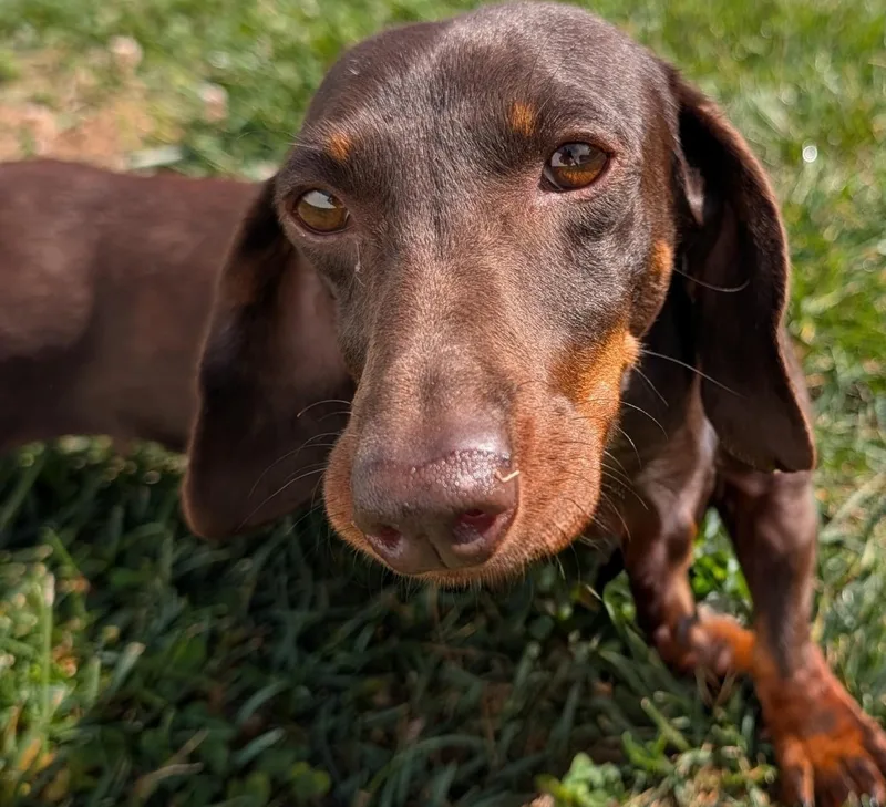 Snickers In Nc thumbnail 3