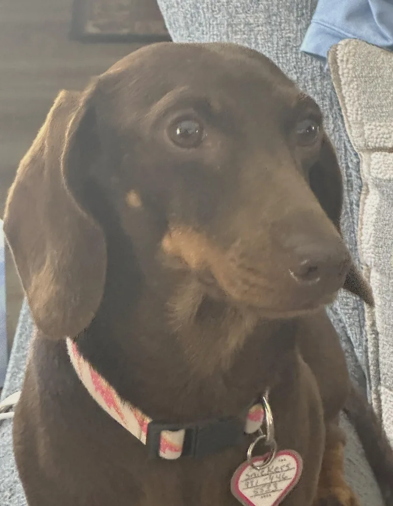 Snickers In Nc thumbnail 4