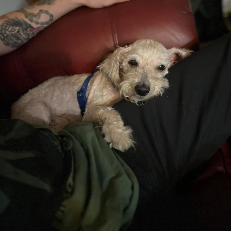 Muppet