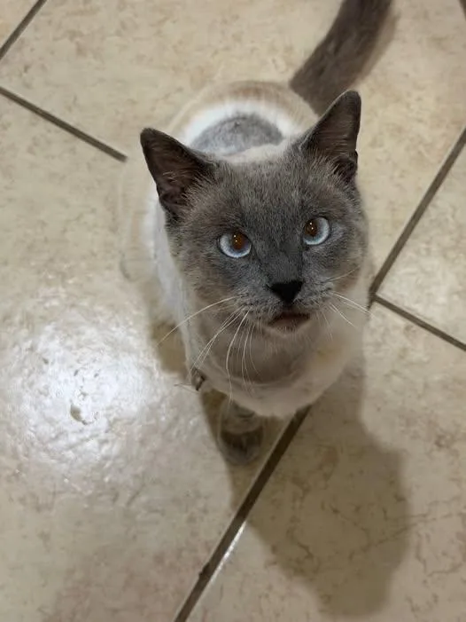 Oscar