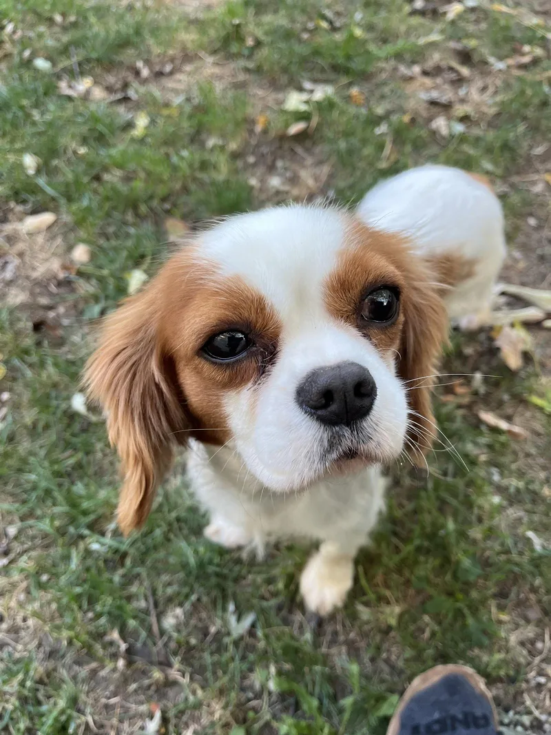 An adult small-sized female Cavalier King Charles Spaniel dog named Gigi for adoption in Tonawanda, NY