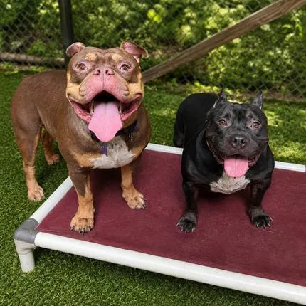 An adult large-sized female Black Mixed Breed dog named Mimi for adoption in Hopkinton, MA