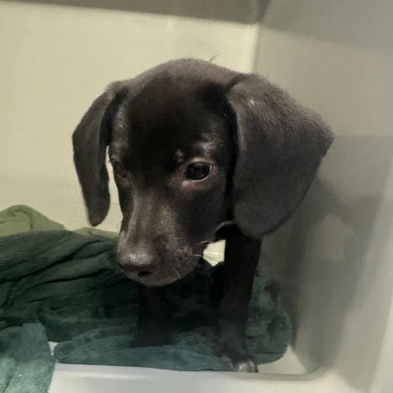 A baby small-sized female Black Hound dog named Bee for adoption in Charlottesville, VA