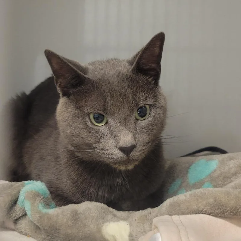 A young medium-sized male Gray / Blue / Silver Domestic Short Hair cat named Samuel for adoption in Wheeling, IL