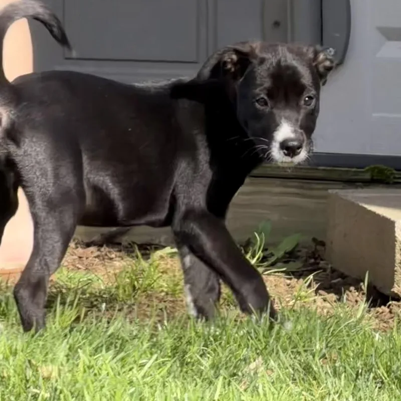 Ny Maxine Avail Apr thumbnail 2